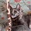 NOBARA ADOPTABLE AVEC UN CHAT DÉJÀ PRÉSENT CHEZ VOUS