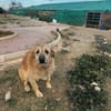 Capone