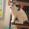 Figaro et Gédéon