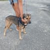 RUBY femelle BERGER CRÉOLE