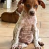 GINO, chiot Berger créole