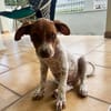 GINO, chiot Berger créole