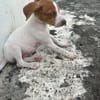 GINO, chiot Berger créole