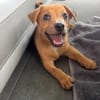 TASTY , chiot mâle Berger Créole
