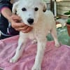 Bildschönes Welpenmädchen Pearl sucht ihr Zuhause