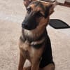 Welpenrüde Spike sucht ein neues Zuhause