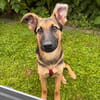 Welpenrüde Spike sucht ein neues Zuhause
