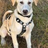 Traumhund Max sucht ein liebes Zuhause