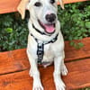 Traumhund Max sucht ein liebes Zuhause