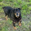 BRONCO  Lieber Genießer sucht sein Zuhause