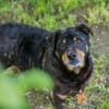 BRONCO  Lieber Genießer sucht sein Zuhause
