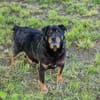 BRONCO  Lieber Genießer sucht sein Zuhause