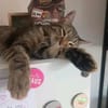 Artie ~ 1 Jahr sucht Zuhause mit Ruhe und Geduld