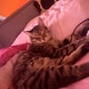 Artie ~ 1 Jahr sucht Zuhause mit Ruhe und Geduld