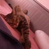 Artie ~ 1 Jahr sucht Zuhause mit Ruhe und Geduld