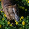 NIMO  Kleiner vorsichtiger Schatz sucht geduldige Menschen