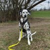 ROSI sucht dringend Pflegestelle/Zuhause