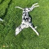ROSI sucht dringend Pflegestelle/Zuhause