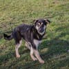 RIVER  Sensibler Junghund sucht geduldige Menschen