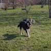 RIVER  Sensibler Junghund sucht geduldige Menschen