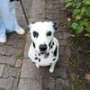 KIRA sucht dringend Pflegestelle/Zuhause