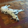 KIRA sucht dringend Pflegestelle/Zuhause