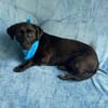 Pino (Pontiac)-Sanfter, ruhiger Junghund sucht geduldige Men