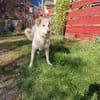 Pulcino sucht ein liebevolles Zuhause