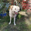 Pulcino sucht ein liebevolles Zuhause