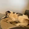 Liebevoller Hund REX sucht sein Zuhause!