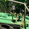 Thila  fröhliche kleine Entdeckerin sucht ihre Familie