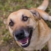 HENRY  Freundlicher Hundejunge sucht liebevolle Menschen