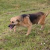 HENRY  Freundlicher Hundejunge sucht liebevolle Menschen