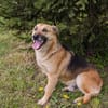HENRY  Freundlicher Hundejunge sucht liebevolle Menschen