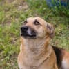 HENRY  Freundlicher Hundejunge sucht liebevolle Menschen