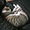 Kater Nicola hofft auf eine neue Chance