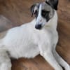 Luna- auf Pflegestelle in Voerde