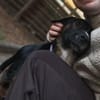 Elian - Toller Herzenshund sucht Zuhause