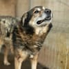 Oskar sucht ein empathisches Zuhause