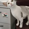 Süße Katze Alma