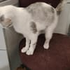 Süße Katze Alma