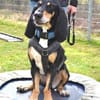 Rex - Schnüffelnase sucht Zuhause