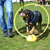 Rex - Schnüffelnase sucht Zuhause
