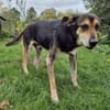Hundeopi SPIKE