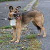 Toika - liebenswert u. sehr anhänglich