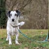Spotty sucht hundeerfahrene Menschen