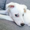 🐾❤ Pedro sucht sein für immer Zuhause