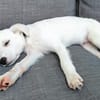 🐾❤ Pedro sucht sein für immer Zuhause