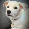 🐾❤ Pedro sucht sein für immer Zuhause
