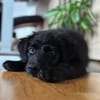 🐾 Jolie sucht ihre Familie